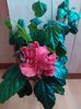 IMG_20160610_183441