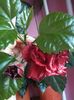 IMG_20160609_205732
