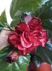 IMG_20160609_205817