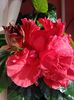 IMG_20160610_184117
