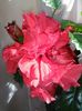 IMG_20160610_183802