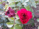 red leonardo