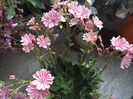 Lewisia