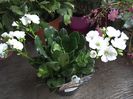 Lewisia