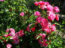 DSC00794