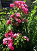 DSC00795