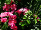 DSC00796