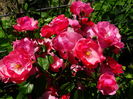 DSC00797