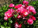 DSC00798
