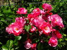 DSC00799
