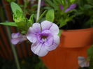 Calibrachoa Double Amethyst (16,Jun.02)