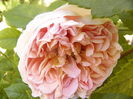 Rosa Abraham Darby