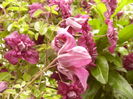 Clematis Viticella Purpurea Plena