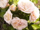Rosa Bordure Nacree