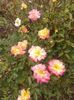 20160531_111830