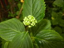 Hydrangea macrophylla (2016, May 27)