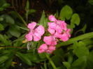 Dianthus barbatus (2016, June 02)