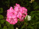 Dianthus barbatus (2016, June 02)