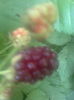 Hibrid Boysenberry.11.06.2016