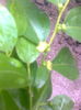 A inflorit Ziziphus Jujuba,11.06.2016