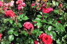 IMG_20160612_093014