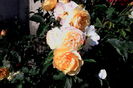 IMG_20160612_092539