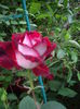 IMGP9755