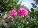 IMGP9781