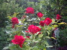 Red Intuition