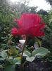 IMGP9786