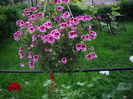 IMGP9796