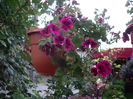 IMGP9802