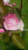 IMG_20160612_115654