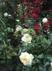 DSC03452