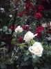 DSC03454