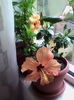 IMG_20160612_122928