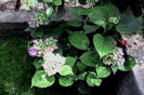 IMG_20160612_172639
