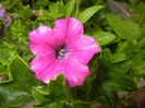 Pink Petunia (2016, May 17)