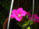 Pink Petunia (2016, June 02)