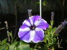 Petunia (2016, June 02)