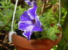 Petunia (2016, June 04)