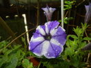 Petunia (2016, June 04)