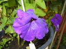 Purple Petunia (2016, June 04)