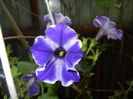 Petunia (2016, June 05)