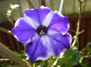 Petunia (2016, June 05)