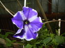 Petunia (2016, June 07)