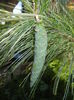 Pinus wallichiana Densa Hill (16, Jun.03)