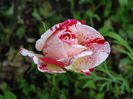 DSC07590