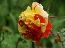 DSC07746