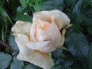 2016-06-11 09.53.24